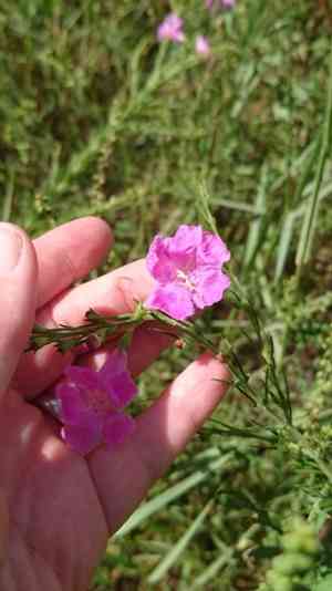 Beach false foxglove(Agalinis fasciculata)