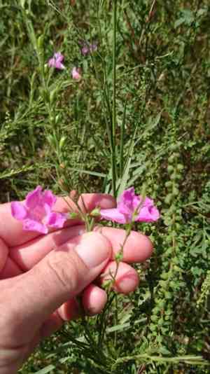 Beach false foxglove(Agalinis fasciculata)