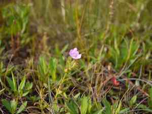 Middleton false foxglove(Agalinis neoscotica)
