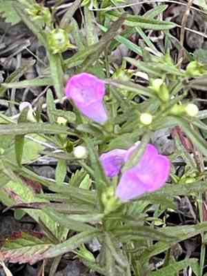 Middleton false foxglove(Agalinis neoscotica)