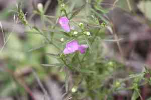 Middleton false foxglove(Agalinis neoscotica)