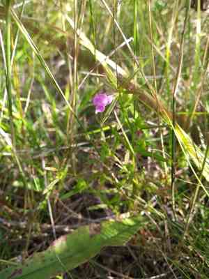 Middleton false foxglove(Agalinis neoscotica)