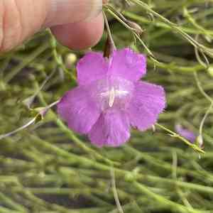 Stiffleaf false foxglove(Agalinis strictifolia)