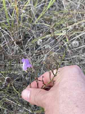 Stiffleaf false foxglove(Agalinis strictifolia)