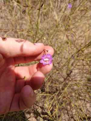 Stiffleaf false foxglove(Agalinis strictifolia)