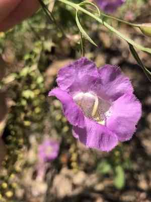 Stiffleaf false foxglove(Agalinis strictifolia)
