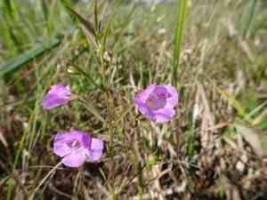 Slender false foxglove(Agalinis tenuifolia)
