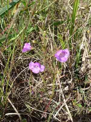 Slender false foxglove(Agalinis tenuifolia)