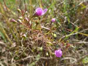 Slender false foxglove(Agalinis tenuifolia)