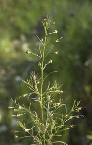 Slender false foxglove(Agalinis tenuifolia)