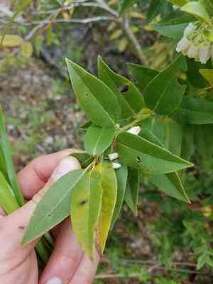 Florida hobblebush(Agarista populifolia)