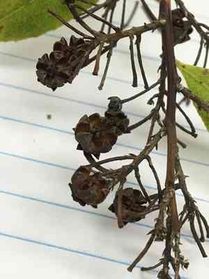 Florida hobblebush(Agarista populifolia)