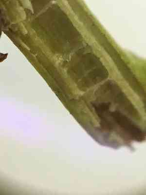 Florida hobblebush(Agarista populifolia)