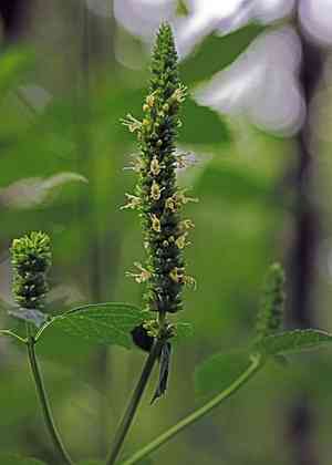 Yellow giant hyssop(Agastache nepetoides)