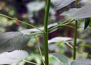 Yellow giant hyssop(Agastache nepetoides)
