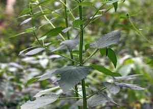 Yellow giant hyssop(Agastache nepetoides)