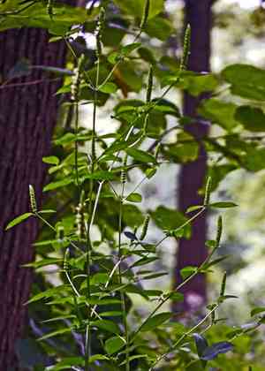 Yellow giant hyssop(Agastache nepetoides)