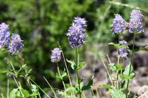 Western giant hyssop(Agastache occidentalis)