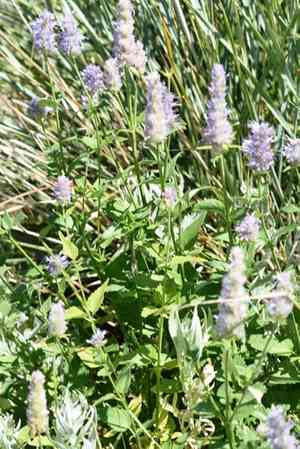 Western giant hyssop(Agastache occidentalis)