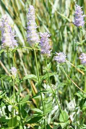 Western giant hyssop(Agastache occidentalis)