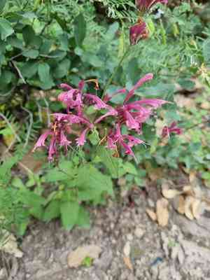Pale Giant Hyssop(Agastache pallida)