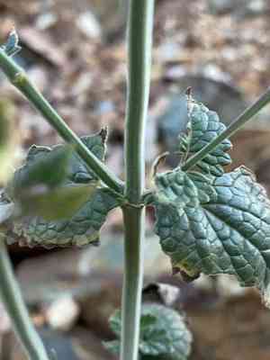 Pale Giant Hyssop(Agastache pallida)
