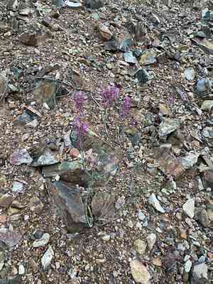 Pale Giant Hyssop(Agastache pallida)