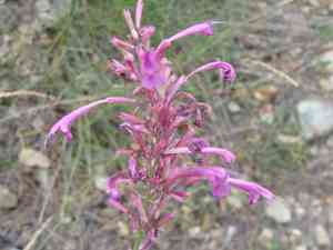 Pale Giant Hyssop(Agastache pallida)