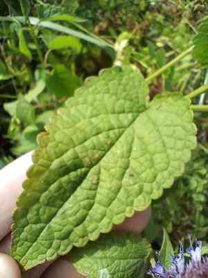 Indian mint(Agastache rugosa)
