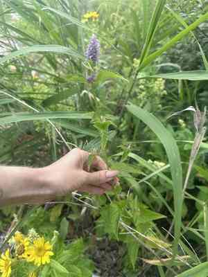 Indian mint(Agastache rugosa)