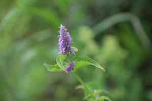Indian mint(Agastache rugosa)