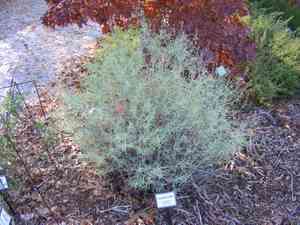 Threadleaf giant hyssop(Agastache rupestris)