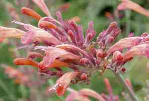 Threadleaf giant hyssop(Agastache rupestris)