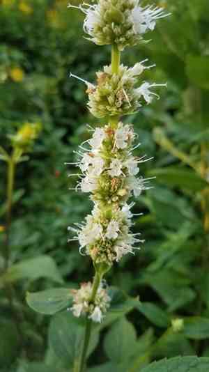 Purple giant hyssop(Agastache scrophulariifolia)
