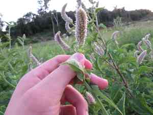 Purple giant hyssop(Agastache scrophulariifolia)