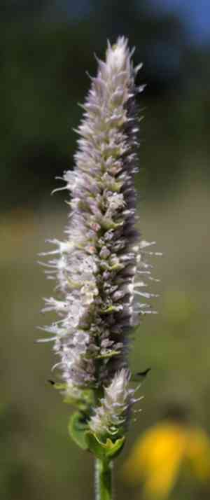 Purple giant hyssop(Agastache scrophulariifolia)