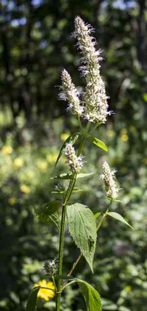 Purple giant hyssop(Agastache scrophulariifolia)