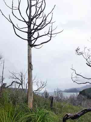 Kauri pine(Agathis australis)