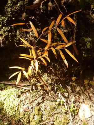 Kauri pine(Agathis australis)