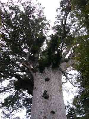 Kauri pine(Agathis australis)
