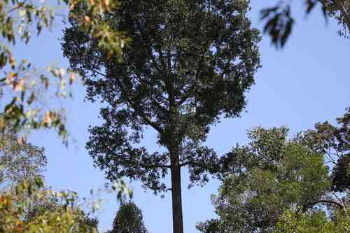Smooth-barked kauri(Agathis robusta)