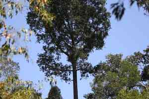 Smooth-barked kauri(Agathis robusta)