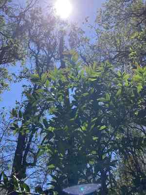 Smooth-barked kauri(Agathis robusta)