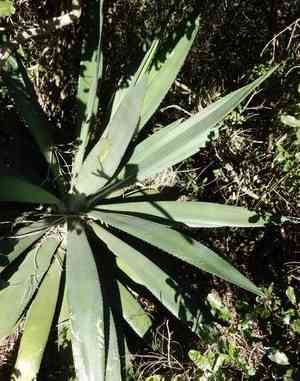 Variegated Caribbean Agave(Agave angustifolia)