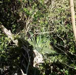 Variegated Caribbean Agave(Agave angustifolia)