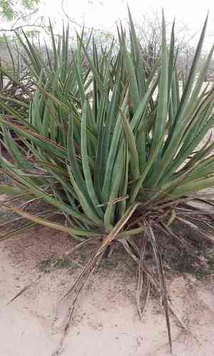 Variegated Caribbean Agave(Agave angustifolia)