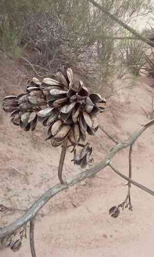 Variegated Caribbean Agave(Agave angustifolia)
