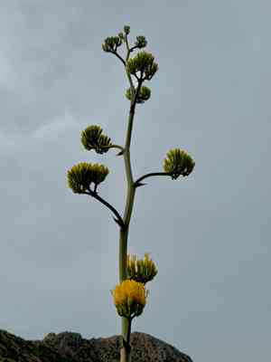 Goldenflower century plant(Agave chrysantha)
