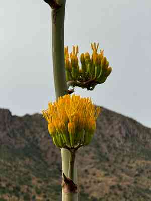 Goldenflower century plant(Agave chrysantha)
