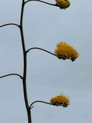 Goldenflower century plant(Agave chrysantha)